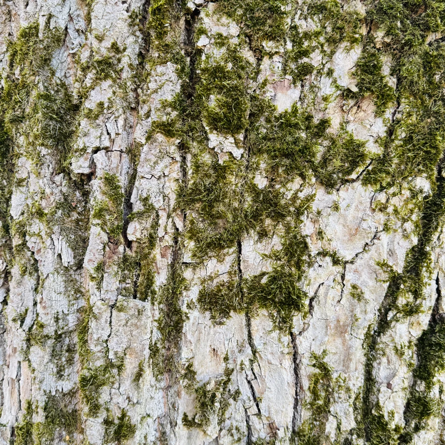 Pale bark patterned with soft green moss