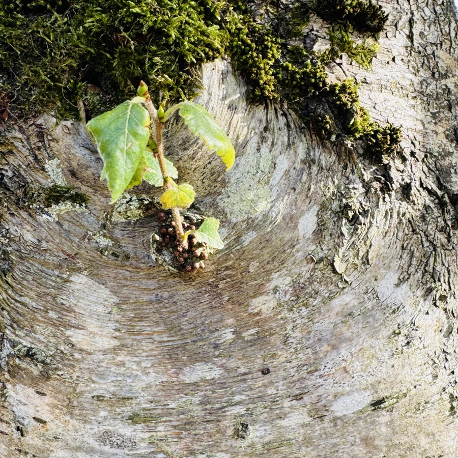 Fresh green leaves emerging beside moss-covered bark